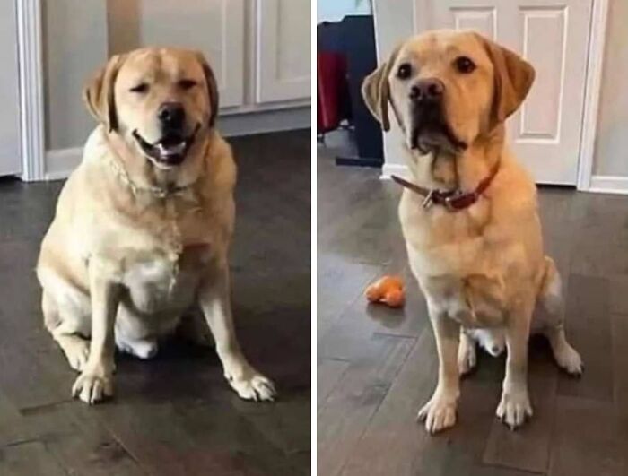 80 Wholesome Photos Of Animals That Might Have You Smiling Uncontrollably