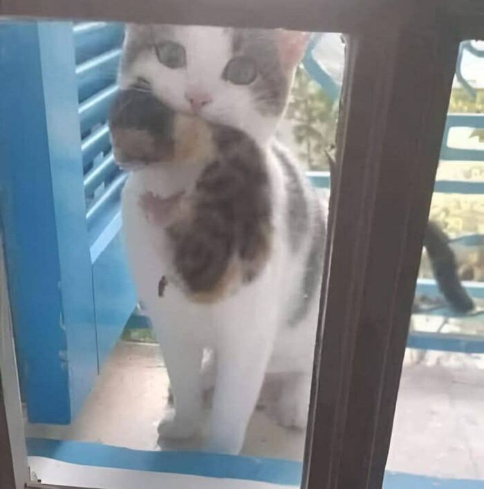 80 Wholesome Photos Of Animals That Might Have You Smiling Uncontrollably