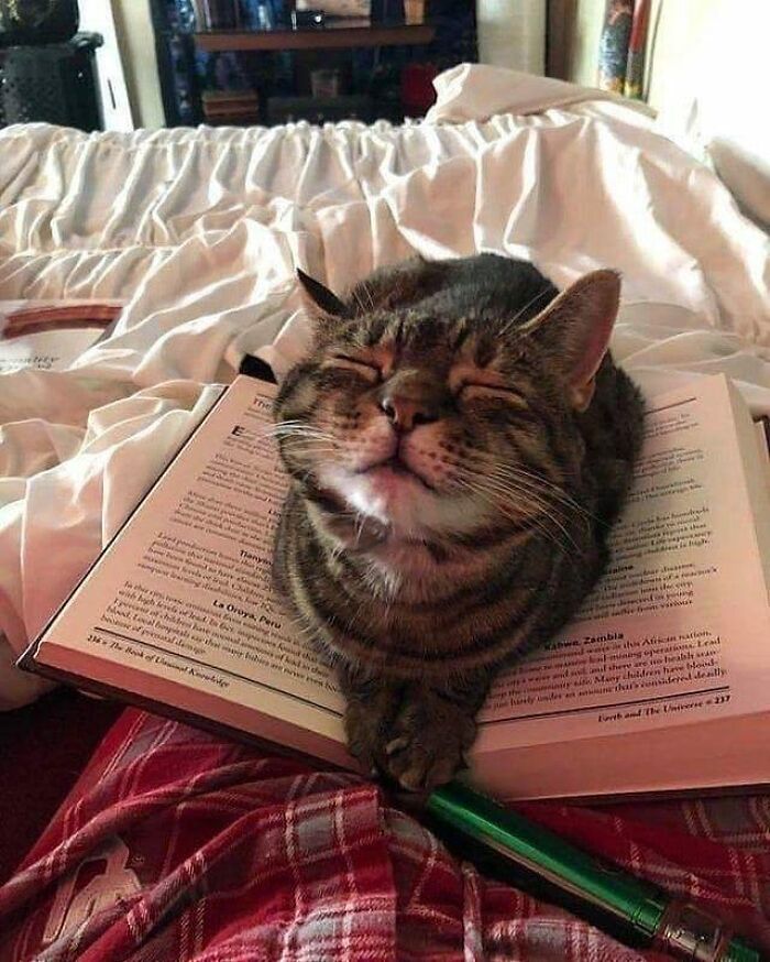 80 Wholesome Photos Of Animals That Might Have You Smiling Uncontrollably