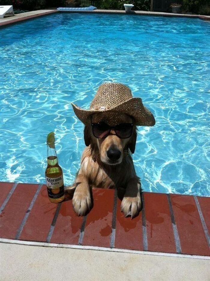 80 Wholesome Photos Of Animals That Might Have You Smiling Uncontrollably