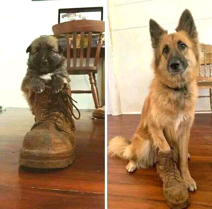 80 Wholesome Photos Of Animals That Might Have You Smiling Uncontrollably