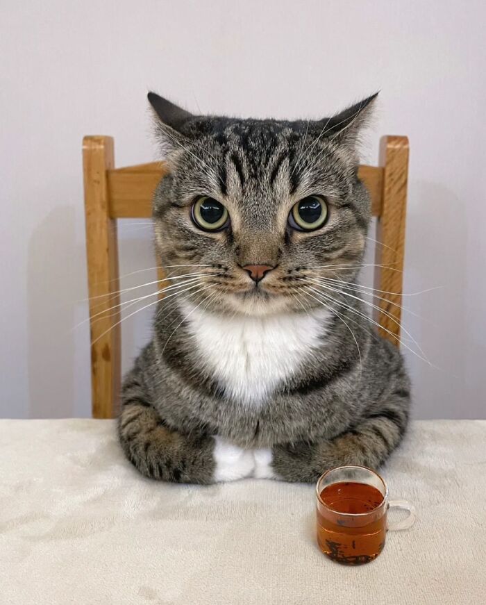 80 Wholesome Photos Of Animals That Might Have You Smiling Uncontrollably