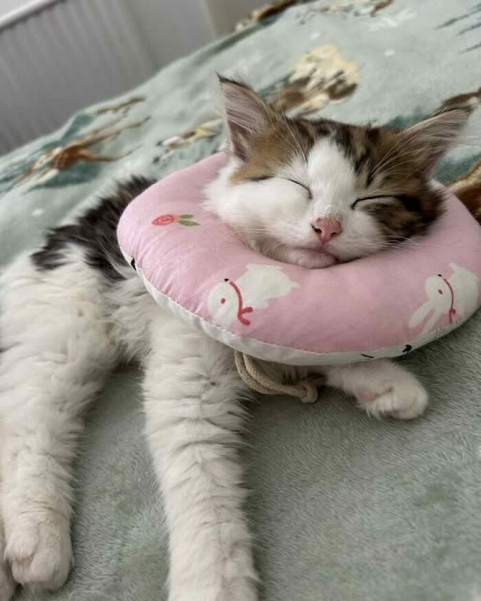 80 Wholesome Photos Of Animals That Might Have You Smiling Uncontrollably