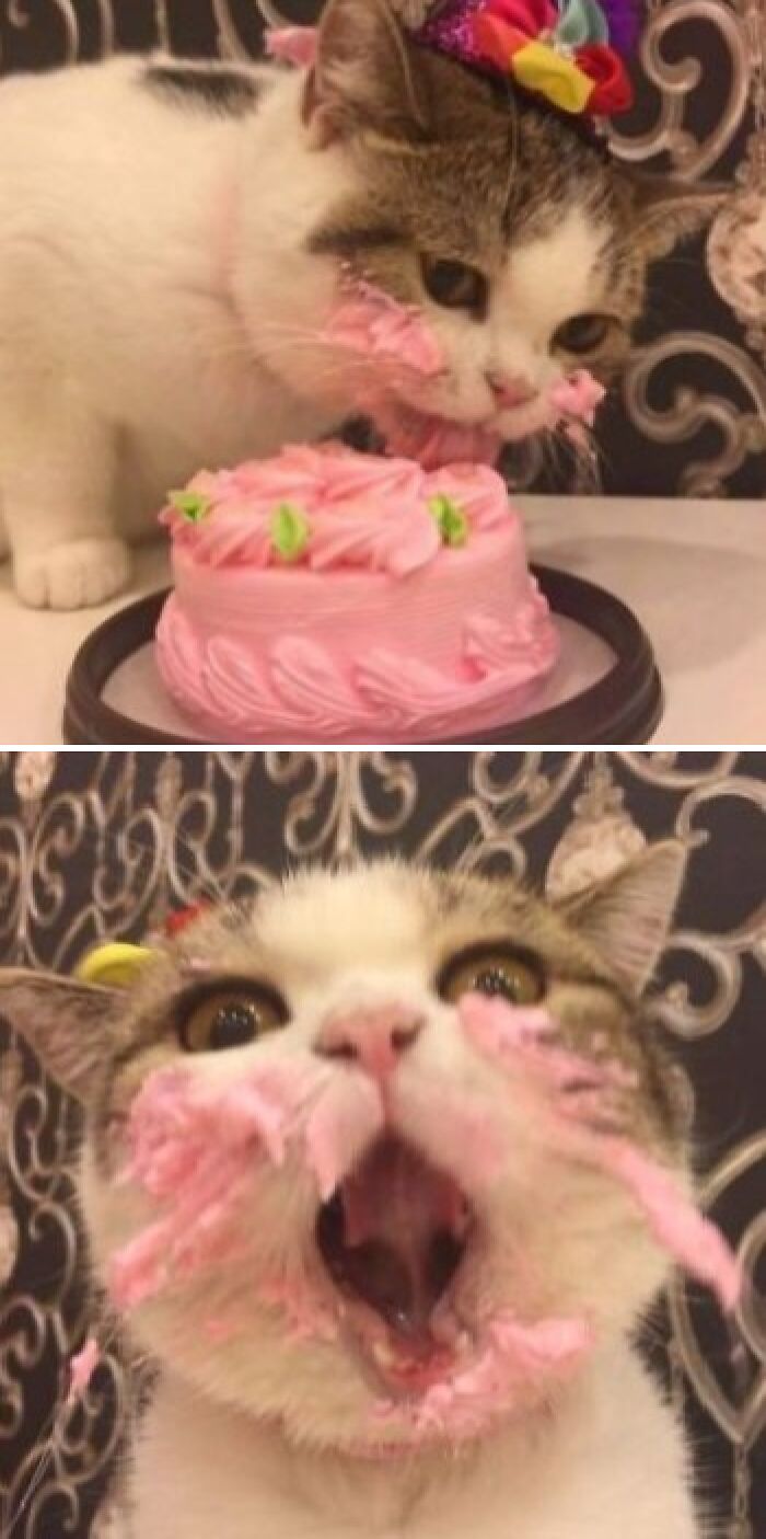 80 Wholesome Photos Of Animals That Might Have You Smiling Uncontrollably