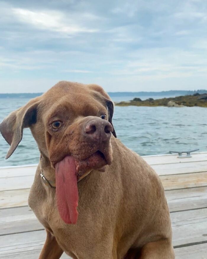 80 Wholesome Photos Of Animals That Might Have You Smiling Uncontrollably