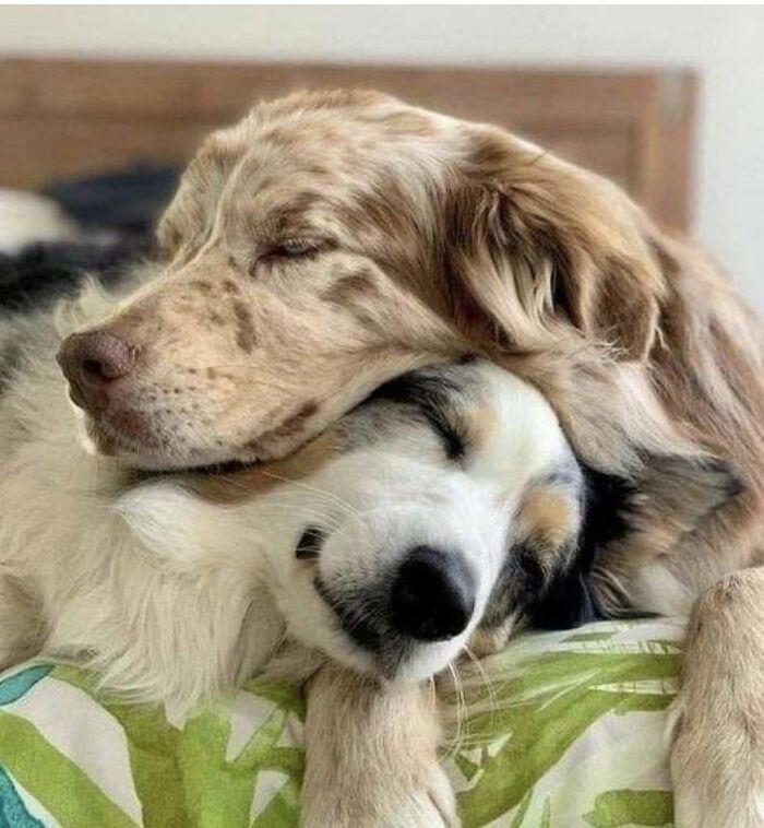 80 Wholesome Photos Of Animals That Might Have You Smiling Uncontrollably