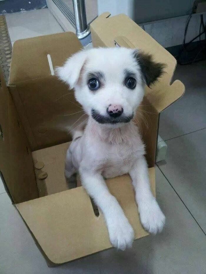 80 Wholesome Photos Of Animals That Might Have You Smiling Uncontrollably