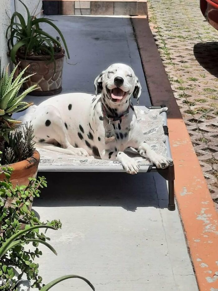 80 Wholesome Photos Of Animals That Might Have You Smiling Uncontrollably