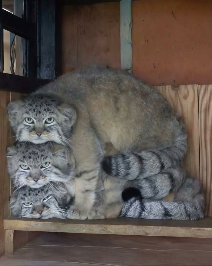 80 Wholesome Photos Of Animals That Might Have You Smiling Uncontrollably