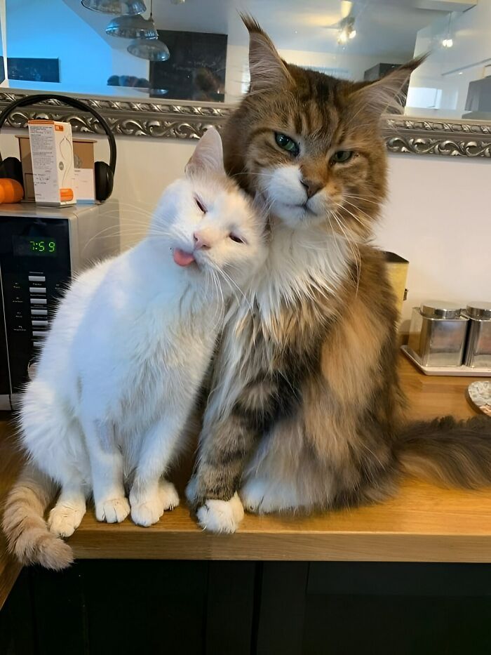 80 Wholesome Photos Of Animals That Might Have You Smiling Uncontrollably