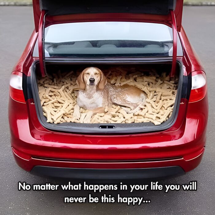 80 Wholesome Photos Of Animals That Might Have You Smiling Uncontrollably