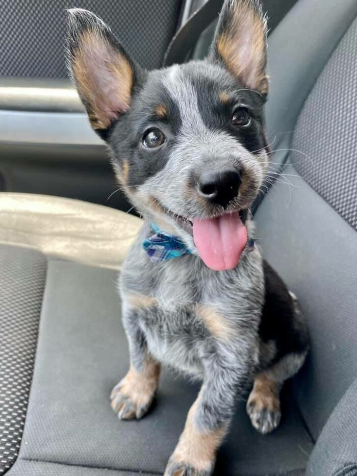 80 Wholesome Photos Of Animals That Might Have You Smiling Uncontrollably
