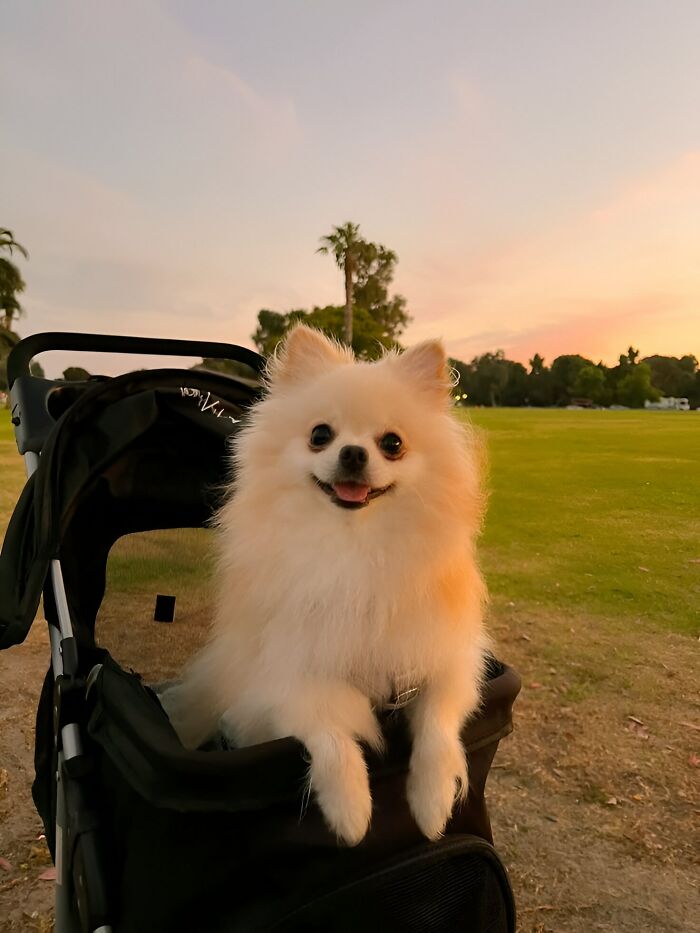 80 Wholesome Photos Of Animals That Might Have You Smiling Uncontrollably