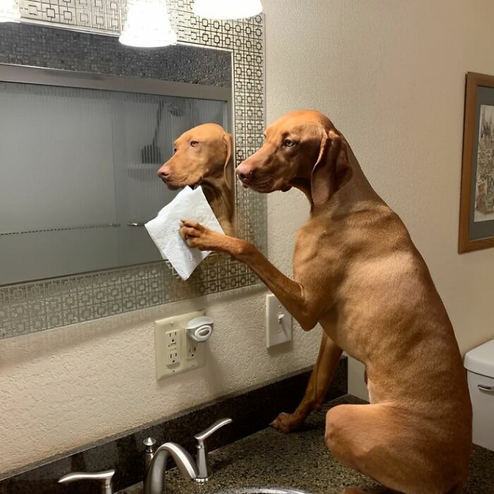80 Wholesome Photos Of Animals That Might Have You Smiling Uncontrollably