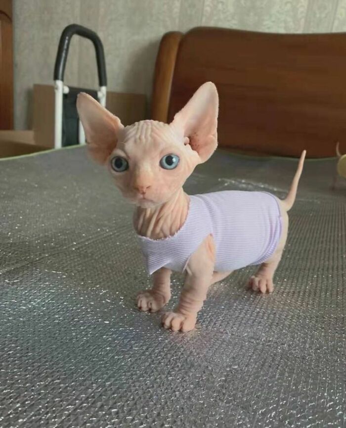 80 Wholesome Photos Of Animals That Might Have You Smiling Uncontrollably