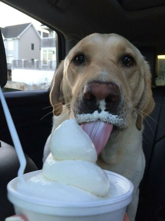 80 Wholesome Photos Of Animals That Might Have You Smiling Uncontrollably