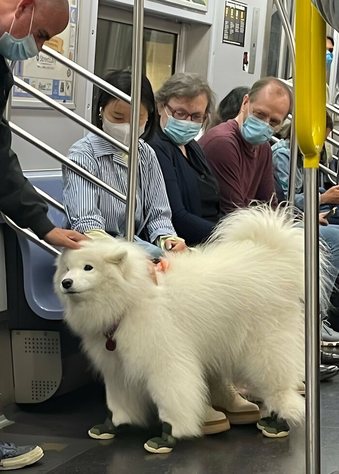 80 Wholesome Photos Of Animals That Might Have You Smiling Uncontrollably