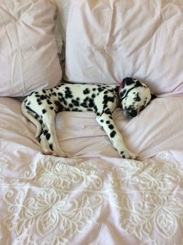 80 Wholesome Photos Of Animals That Might Have You Smiling Uncontrollably