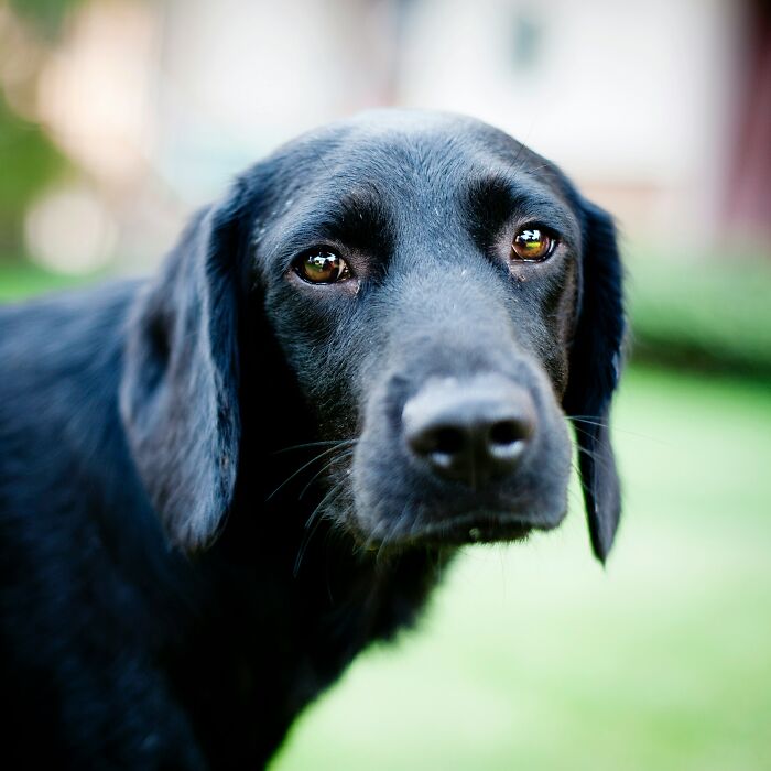 &#8220;He Landed On His Dog&#8221;: 66 Ways People Died That Are Almost Hard To Believe