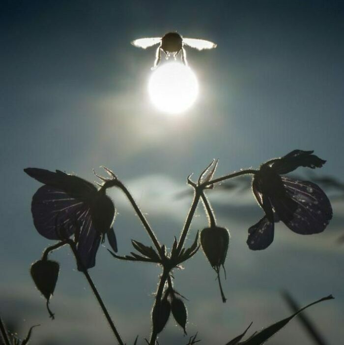 90 Perfectly Timed Photos That Are Better Than Any Photoshop