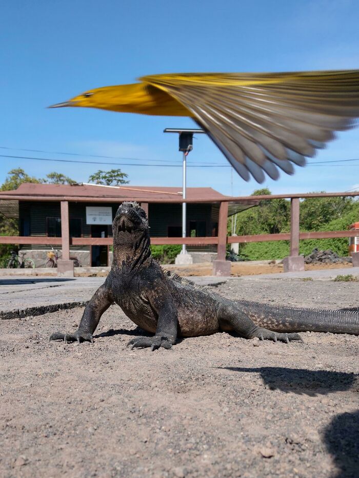 90 Perfectly Timed Photos That Are Better Than Any Photoshop