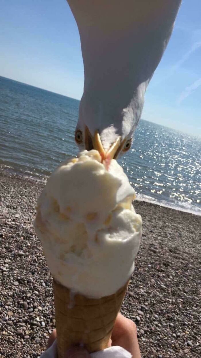 90 Perfectly Timed Photos That Are Better Than Any Photoshop