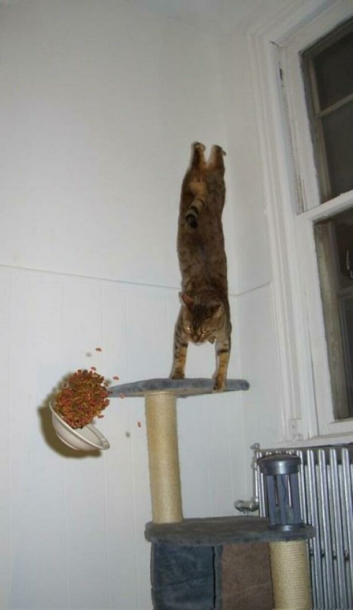90 Perfectly Timed Photos That Are Better Than Any Photoshop