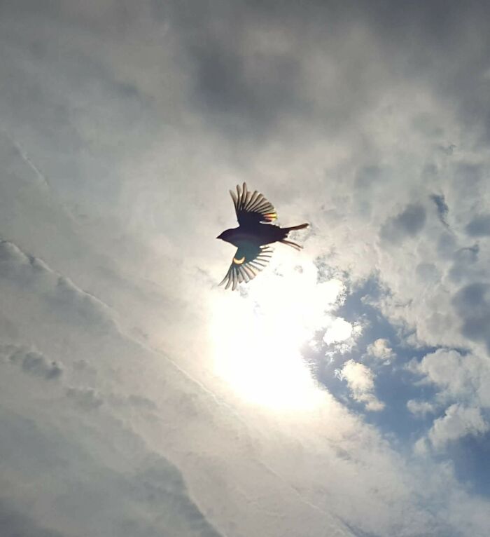 90 Perfectly Timed Photos That Are Better Than Any Photoshop