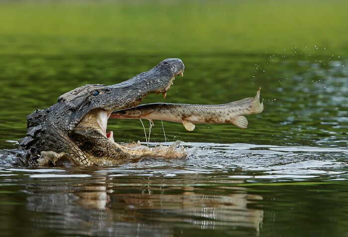 90 Perfectly Timed Photos That Are Better Than Any Photoshop