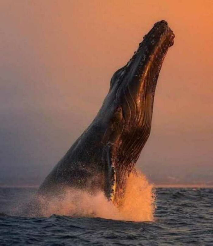 90 Perfectly Timed Photos That Are Better Than Any Photoshop