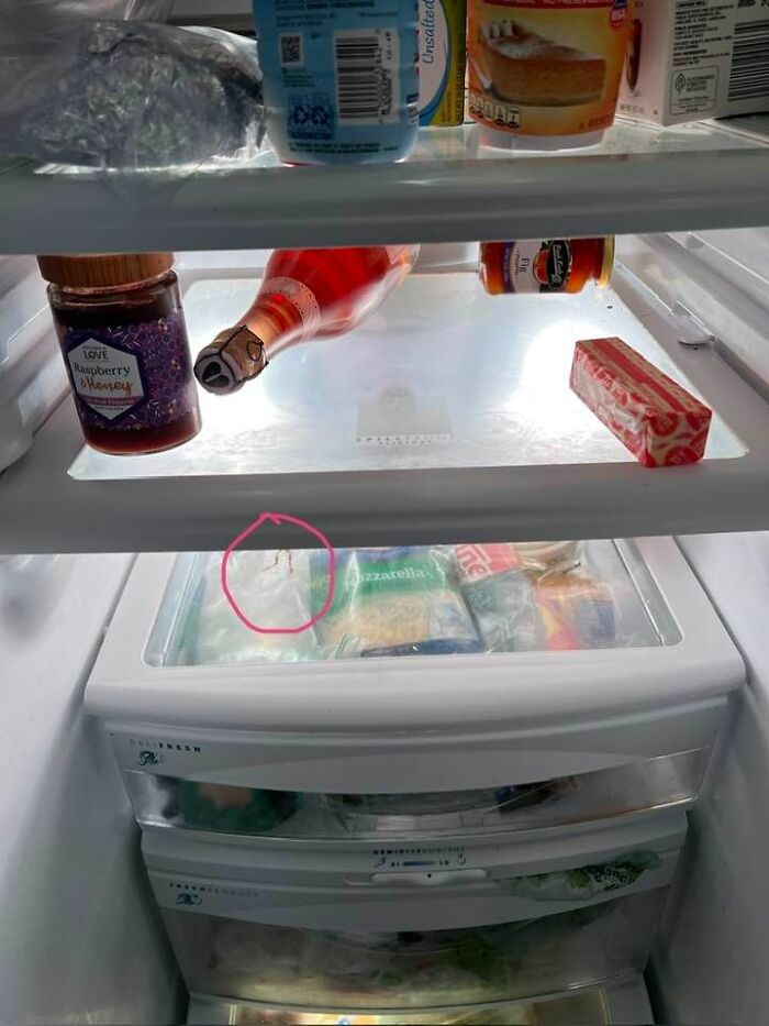 Woman Rehydrates Frog That Somehow Wound Up In Her Fridge, Shares How He Got A New Lease On Life