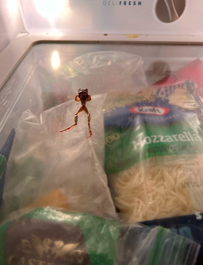 Woman Rehydrates Frog That Somehow Wound Up In Her Fridge, Shares How He Got A New Lease On Life