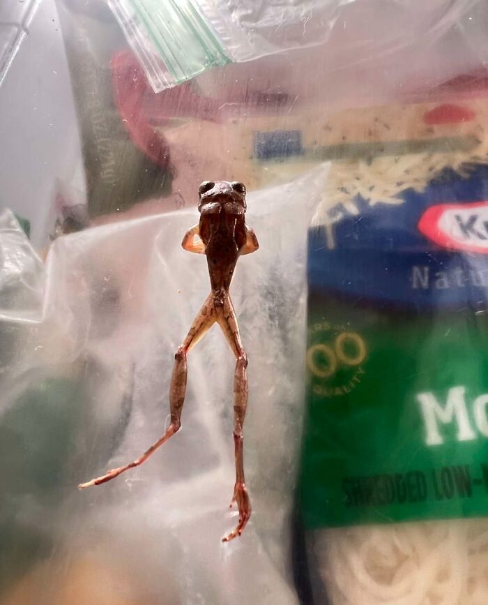 Woman Rehydrates Frog That Somehow Wound Up In Her Fridge, Shares How He Got A New Lease On Life