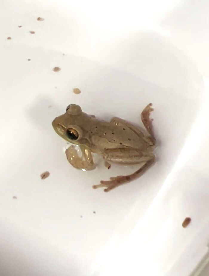 Woman Rehydrates Frog That Somehow Wound Up In Her Fridge, Shares How He Got A New Lease On Life