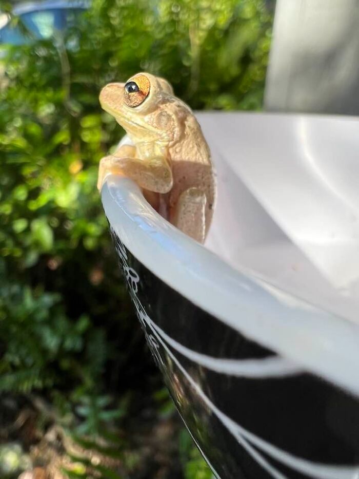 Woman Rehydrates Frog That Somehow Wound Up In Her Fridge, Shares How He Got A New Lease On Life