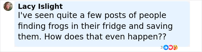 Woman Rehydrates Frog That Somehow Wound Up In Her Fridge, Shares How He Got A New Lease On Life
