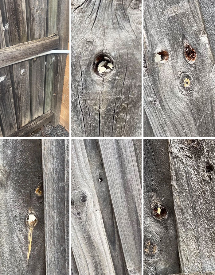 “Curious”: Neighbor Admits Her Mom Drilled Holes In Fence To Spy, Then Denies Taunting Dogs