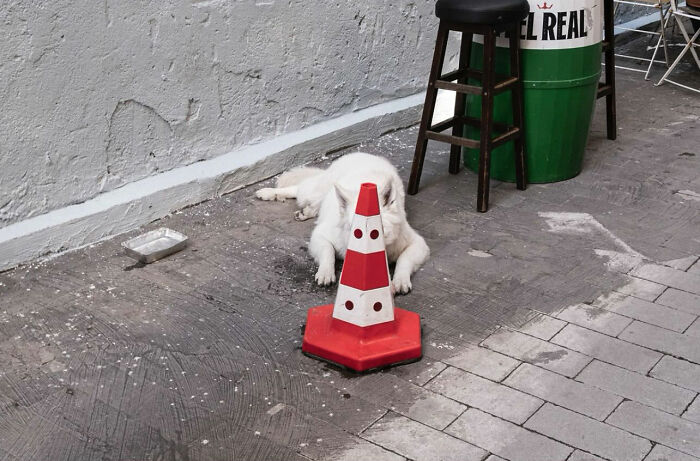 36 New Street Photographs By This Photographer Who Proves That Timing Is Everything