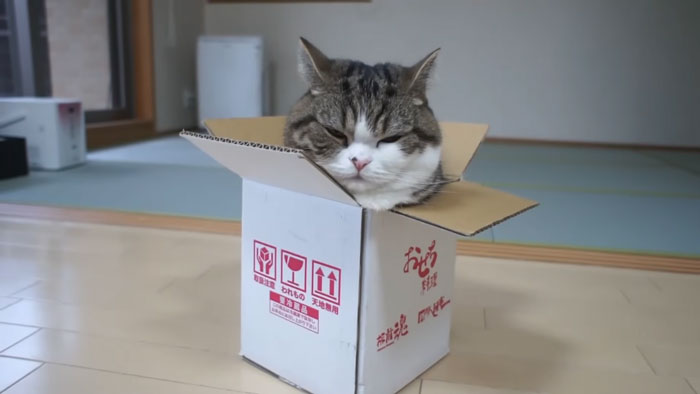 On September 6th, Maru, One Of The Most Popular Cats On YouTube, Passed Away