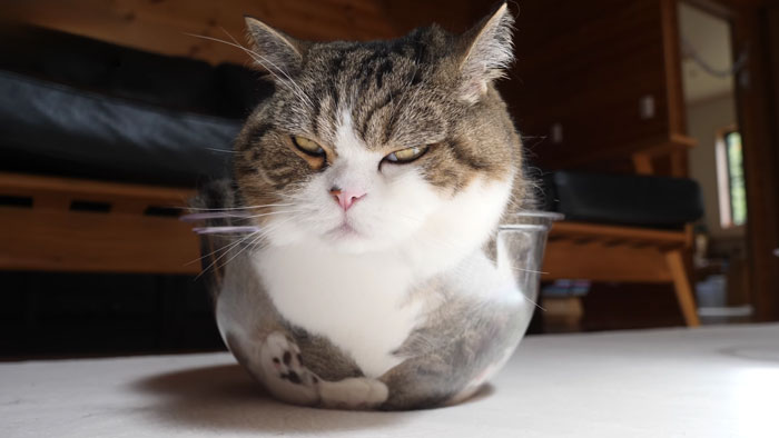 On September 6th, Maru, One Of The Most Popular Cats On YouTube, Passed Away