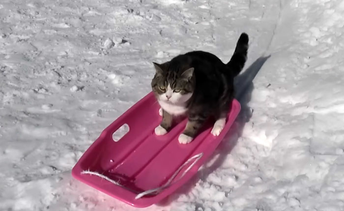 On September 6th, Maru, One Of The Most Popular Cats On YouTube, Passed Away