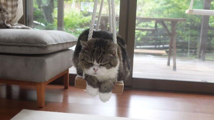 On September 6th, Maru, One Of The Most Popular Cats On YouTube, Passed Away