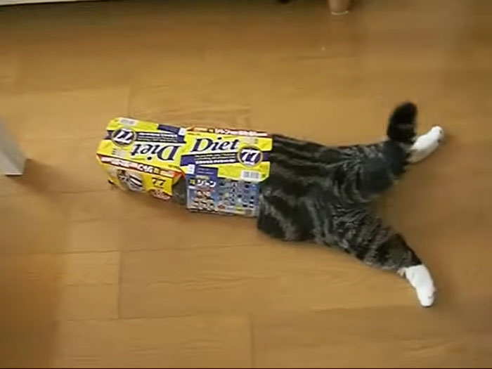 On September 6th, Maru, One Of The Most Popular Cats On YouTube, Passed Away