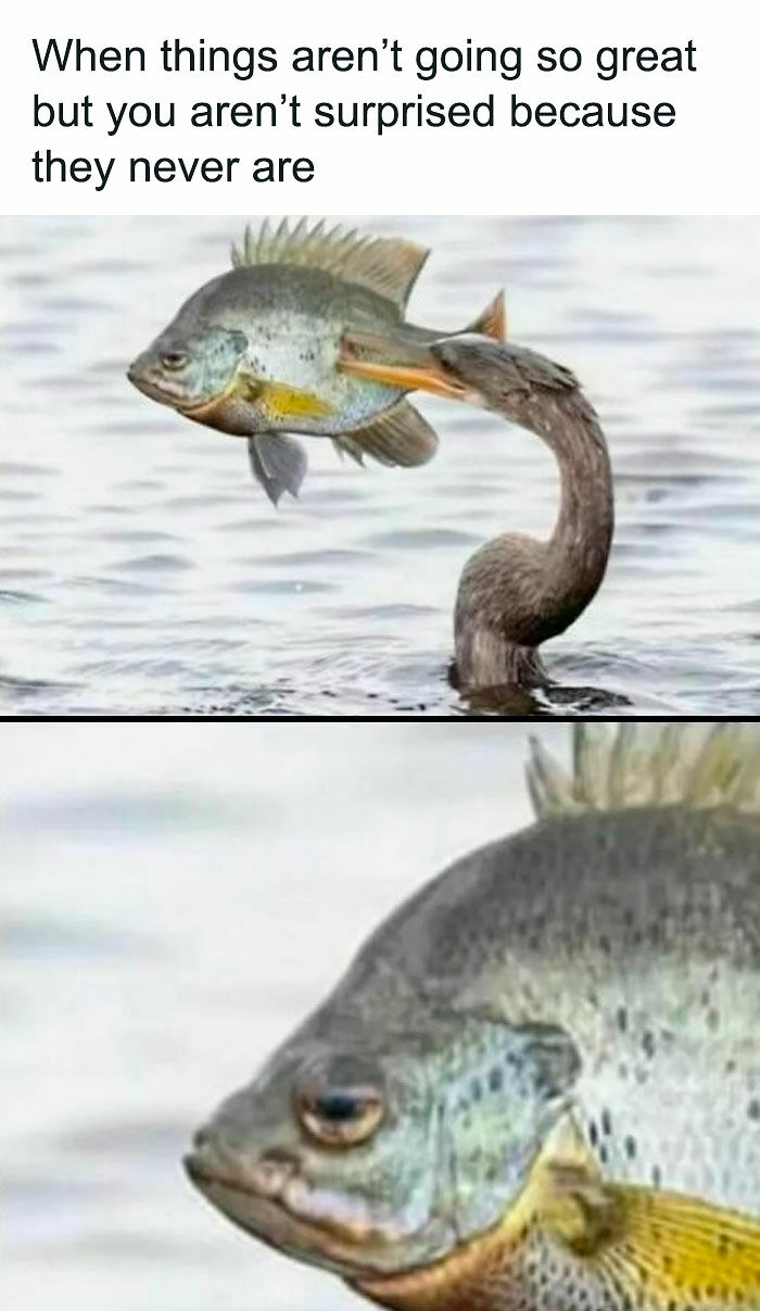 Need A Laugh? These 96 Hilarious Memes Are Here To Save Your Day (New Pics)