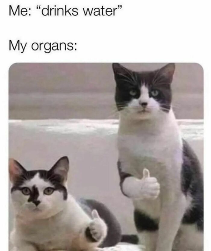 Need A Laugh? These 96 Hilarious Memes Are Here To Save Your Day (New Pics)