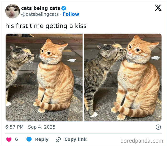 &#8220;Cats Just Being Themselves&#8221;: 129 Hilarious And Adorable Cat Posts