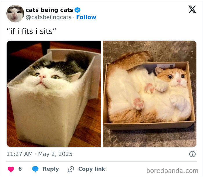 &#8220;Cats Just Being Themselves&#8221;: 129 Hilarious And Adorable Cat Posts