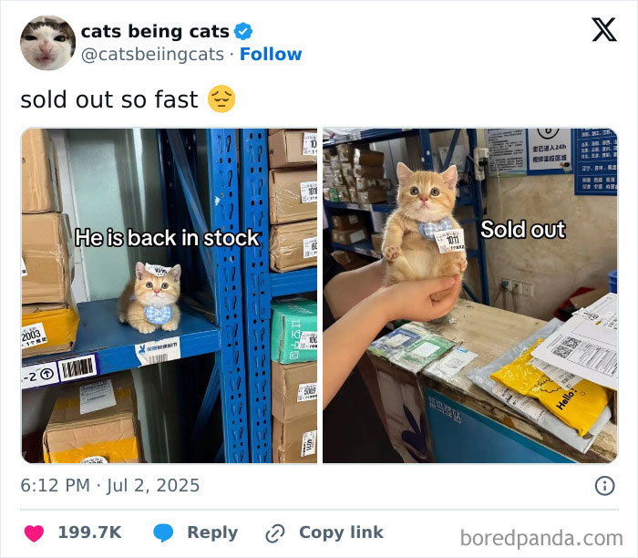 &#8220;Cats Just Being Themselves&#8221;: 129 Hilarious And Adorable Cat Posts