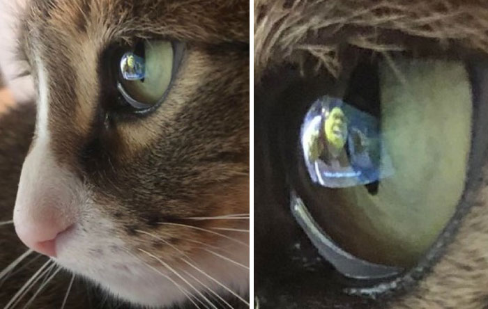 &#8220;Cats Just Being Themselves&#8221;: 129 Hilarious And Adorable Cat Posts