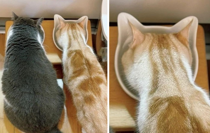 &#8220;Cats Just Being Themselves&#8221;: 129 Hilarious And Adorable Cat Posts